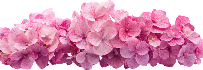 Delicate pink hydrangeas