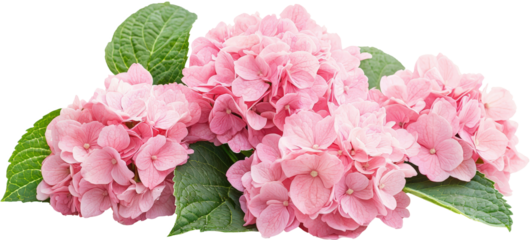 Pink hydrangea blooms