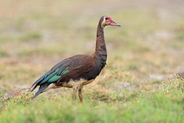 Fototapeta premium A spur-winged goose (Plectropterus gambensis) in natural habitat, Chobe National Park, Botswana.