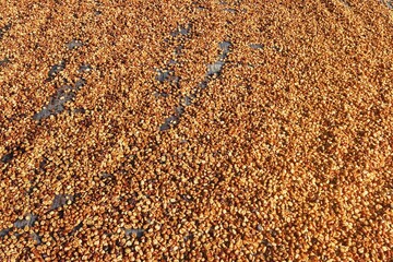 Close up of coffee beans drying in the sun           