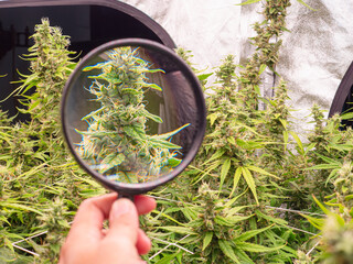 Marijuana plant being inspected with a magnifying glass.