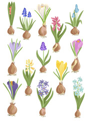 hyacinth, crocus and muscari, spring flowers, vector drawing flowering plants with bulbs at white background, floral elements, hand drawn botanical illustration