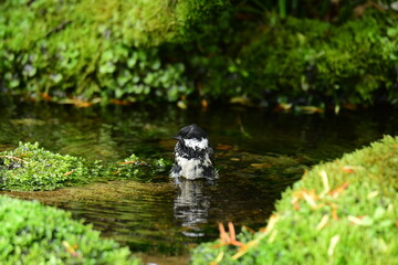 水に浸かるヒガラ