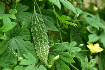 家庭菜園のゴーヤ