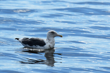 海岸に浮かぶカモメの幼鳥