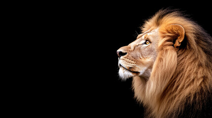 Fototapeta premium This dramatic image of a male lion in profile shows his thick, majestic mane cascading around his face, illuminated by bold lighting. His sharp yellow eyes gaze outwards, filled with intensity and