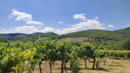 Rows Of Grapes Of Farm In Tuscany, Italy.