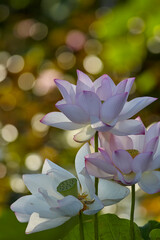 Obraz premium 蓮の花