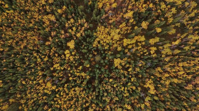 A Vibrant Autumn Landscape at Five Finger Rapids Along the Dempster Highway in Yukon, Canada - Aerial Topdown Shot