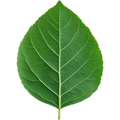 Obraz premium A single green leaf isolated on a white background.