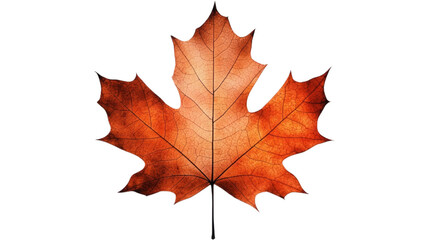 Single brown maple leaf isolated on a white background.