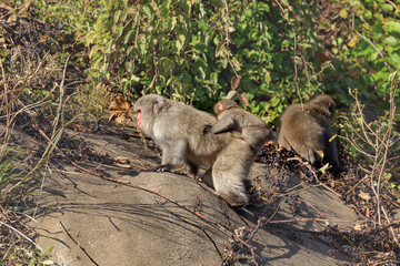 A Japanese macaque climbing a retaining wall with a baby monkey on his back