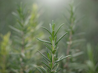 Rosemary plants in nature background.