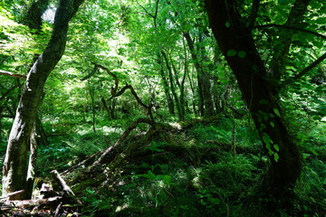 refreshing spring forest in the gleaming sunlight