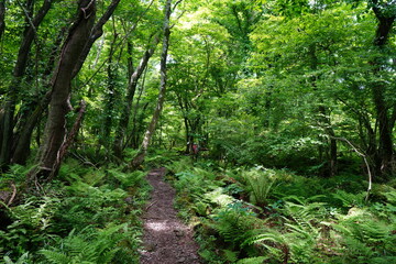 Obraz premium fine spring path and fresh ferns
