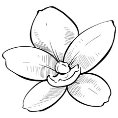 flower handdrawn illustration
