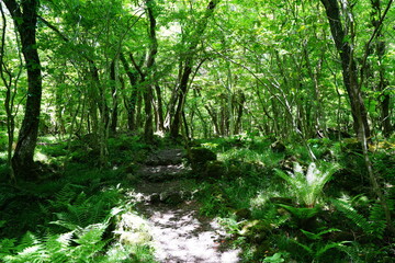 fine spring path and fresh ferns