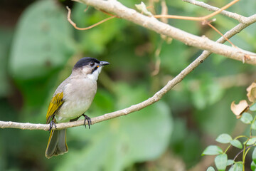 Styan's bulbul endemic bird of Taiwan perched