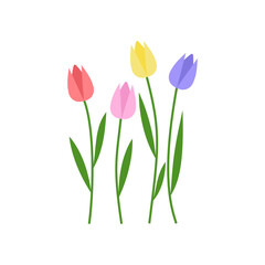 Color vector Tulips isolated on transparent background.