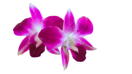 Purple orchid on white background.  clipping path.