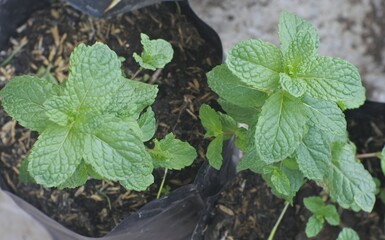 mint leaf plants in the garden