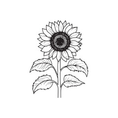 Fototapeta premium Sunflower flower outline illustration coloring book page design, Sunflower flower black and white line art drawing coloring book pages for children and adults