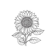 Fototapeta premium Sunflower flower outline illustration coloring book page design, Sunflower flower black and white line art drawing coloring book pages for children and adults