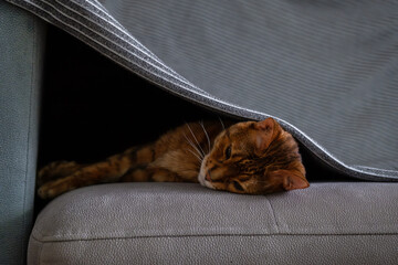 Funny lazy cat lounging beneath blanket on couch.