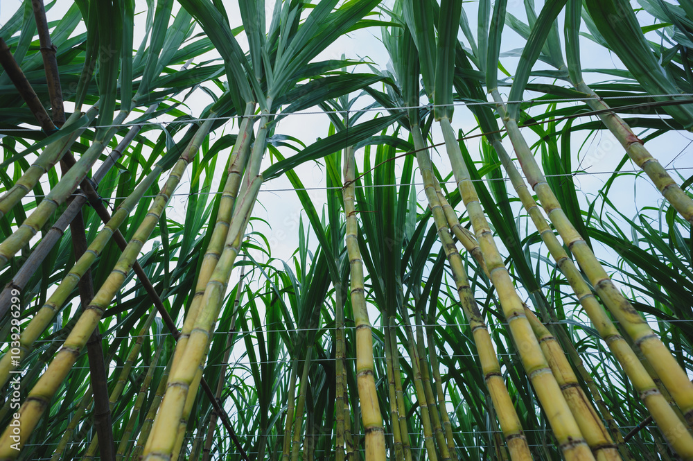 Sticker Sugarcane plants grow in field