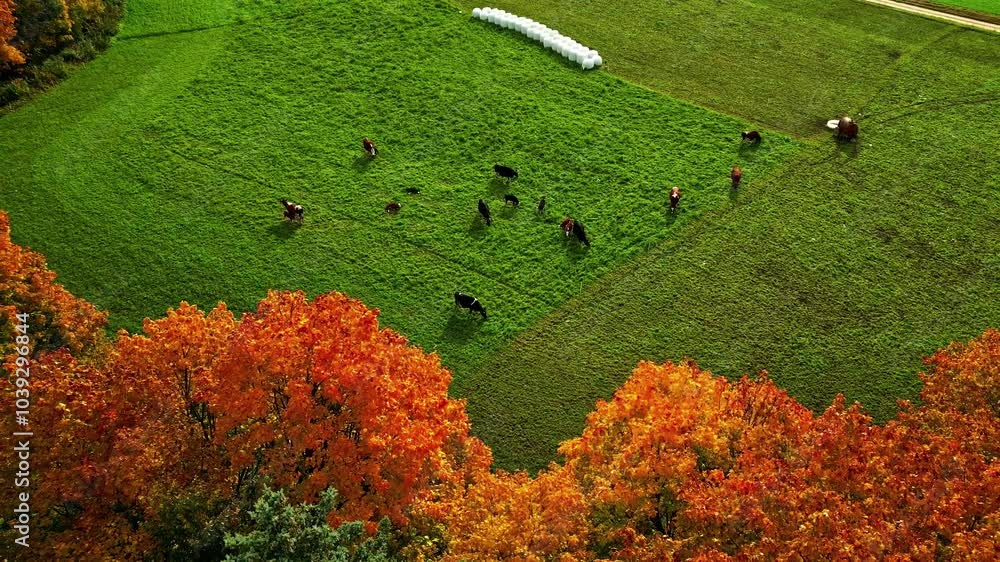 Poster backward shot of green fields with cows grazing with colorful trees in spring