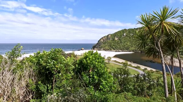 Lush Nikau Palm Forest: Kohaihai Nikau Walk and Scenic Landscapes of Karamea in Kahurangi National Park, New Zealand