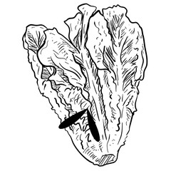 lettuce handdrawn illustration