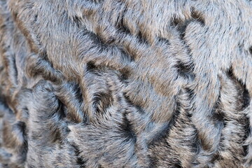 A closeup view showcasing a beautifully textured gray fur pattern that draws attention