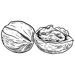 nuts handdrawn illustration