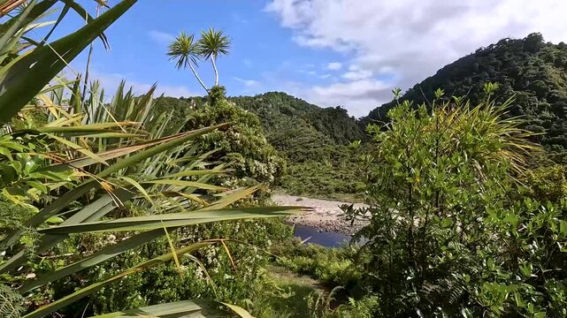 Lush Nikau Palm Forest: Kohaihai Nikau Walk and Scenic Landscapes of Karamea in Kahurangi National Park, New Zealand