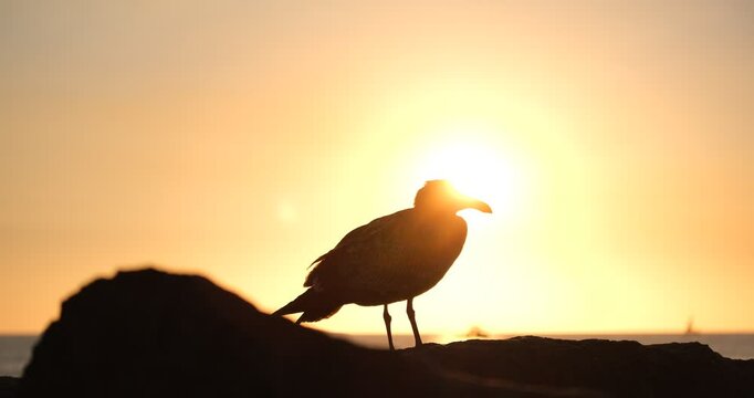 silhouette of a bird