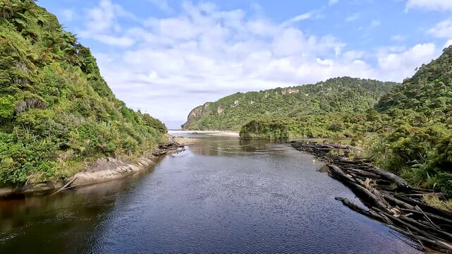 Lush Nikau Palm Forest: Kohaihai Nikau Walk and Scenic Landscapes of Karamea in Kahurangi National Park, New Zealand
