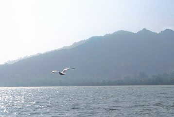 Wings of Freedom: A Seagull in Harmony with the Sea