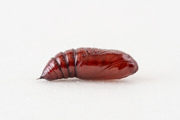 Marcophorography of a brown butterfly chrysalis on a white background