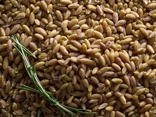 Obraz premium Organic farro grains with sprig of fresh thyme isolated on white background, natural ingredients 