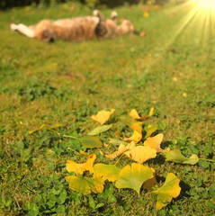 Chillen   erholen mit ginkgo