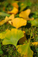 ginkgoblätter auf der wiese naturheilkunde