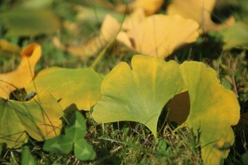 ginkgobl&auml;tter auf der wiese naturheilkunde