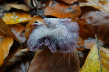 Closeup on the purple colored amethyst deceiver mushroom, Laccaria amethystina
