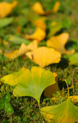 ginkgoblätter auf der wiese 