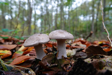 Closeup on two Clouded Agaric or Funnel mushroom, Clitocybe nebularis in the forest