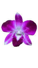 Purple orchid on white background.  clipping path.