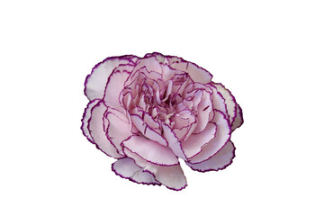 Flowers on the white background