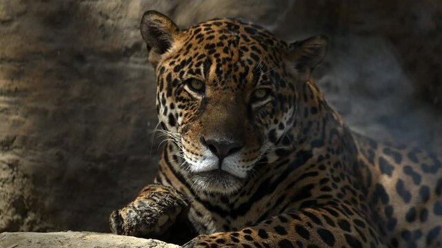Beautiful rare young jaguar or leopard enjoy warmth of morning sun as he lounge on rocky cliffs surrounded by breathtaking wildlife scenery. 4k High Quality Raw Cinematic Slow motion wildlife video