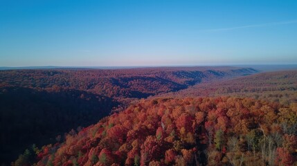 Breathtaking Aerial View of a Dense Forest Landscape
